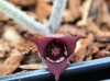 Show product details for Asarum canadense